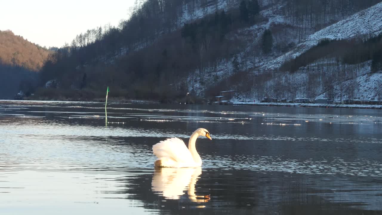 un hermoso cisne flota en el río danubio y se refleja en el agua oscura