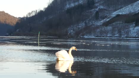 Un-Hermoso-Cisne-Flota-En-El-Río-Danubio-Y-Se-Refleja-En-El-Agua-Oscura