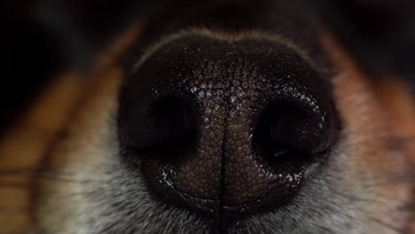 macro of nose of a dog