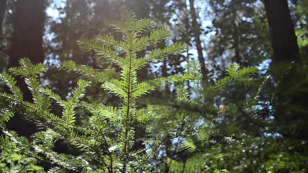 La natura nel bosco. Pini e abeti, luce del sole.