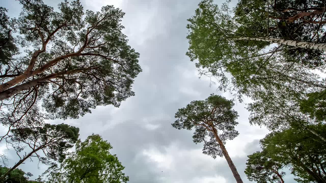 lapso de tiempo mirando hacia las nubes de lluvia sobre los árboles en el bosque