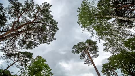 Lapso-De-Tiempo-Mirando-Hacia-Las-Nubes-De-Lluvia-Sobre-Los-árboles-En-El-Bosque