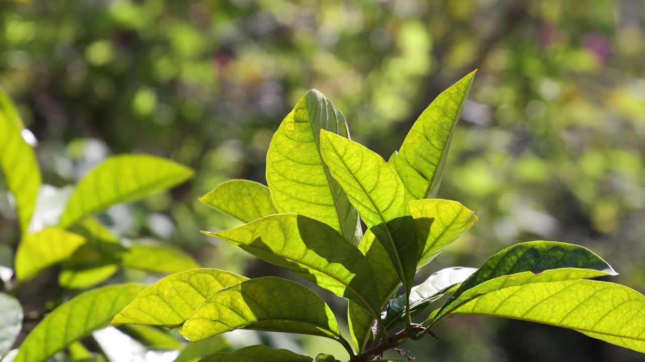 primer plano de hojas verdes a la luz del sol