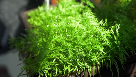 close up of oregano leaves while watering