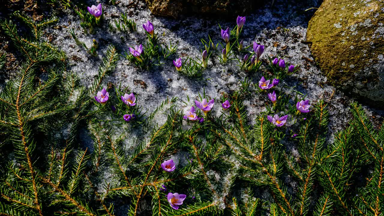 Fast all day timelapse of blooming crocus flowers in early spring on a sunny day. Garden flowers awakens as the season changes.