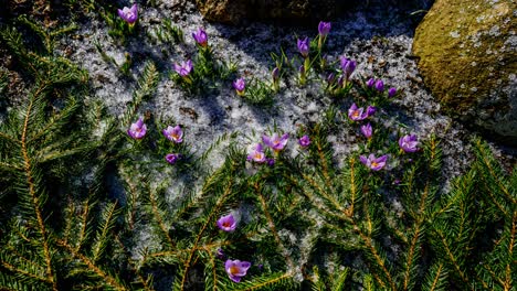fast all day timelapse of blooming crocus flowers in early spring on a sunny day. garden flowers awakens as the season changes.