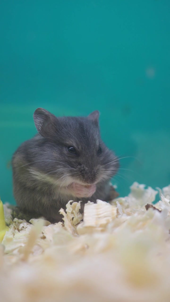 Close-up of a Grey Hamster Eating as a White Hamster Joins