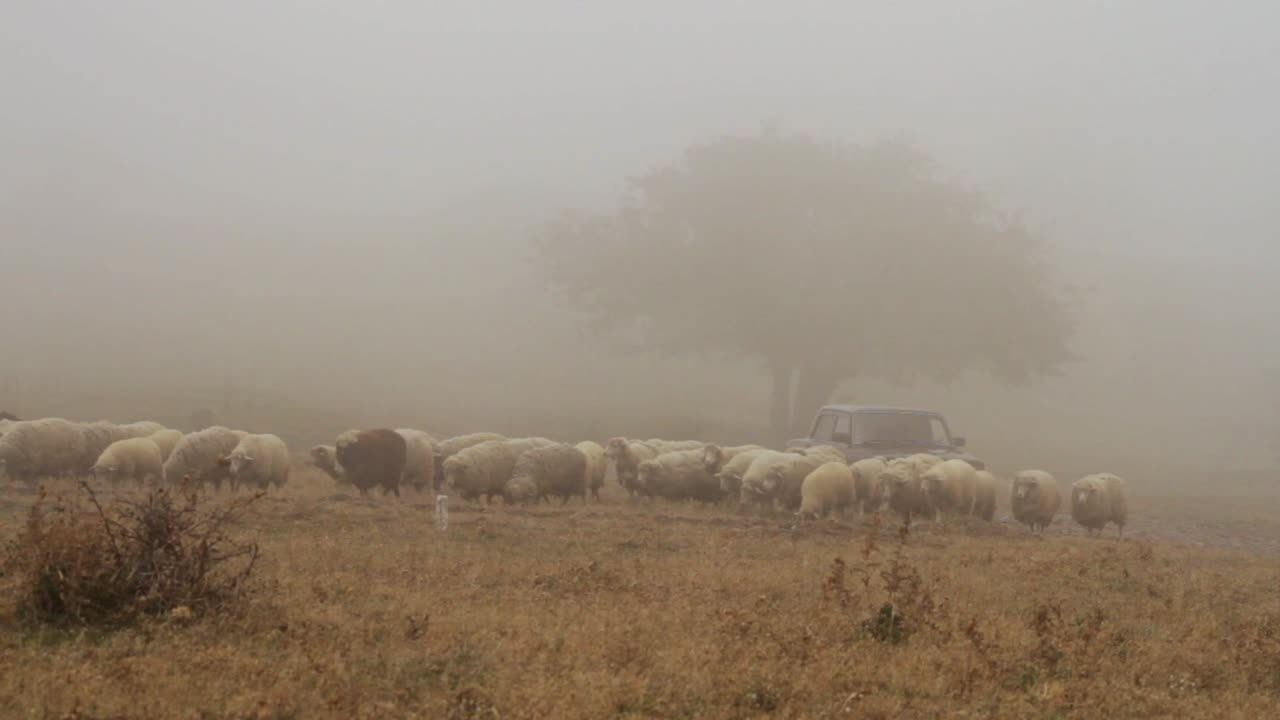 ovejas en un campo de niebla