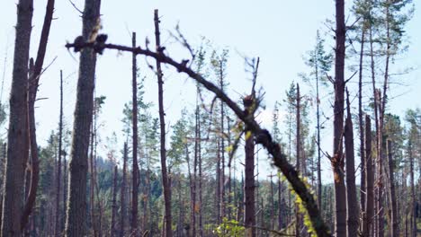 Gebogene-Äste-An-Gebrochenen-Kiefern-Nach-Einem-Tropischen-Sturm-An-Einem-Sonnigen-Tag