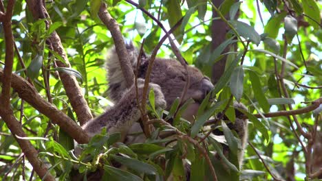 a cute koala bear sits in a eucalyptus tree eating leaves in australia