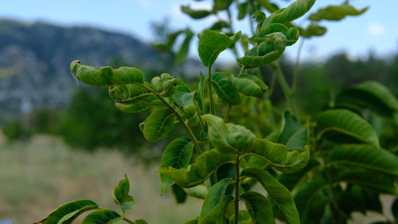 hongos de las hojas de los nueces