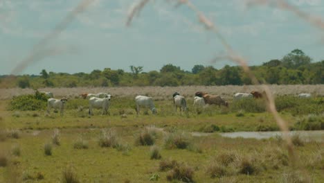 Ganado-Pastando-Pacíficamente-En-Un-Exuberante-Campo-En-Arauca,-Colombia,-Enmarcado-Por-La-Hierba