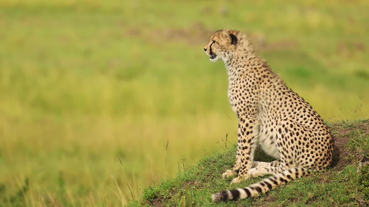 guepardo retrato en primer plano, vida silvestre africana en áfrica, sentado en el montículo de termitas en masai mara, hermosos animales de safari de kenia en masai mara paisaje de sabana con espacio de copia