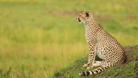 Cheetah-Close-Up-Portrait,-African-Wildlife-in-Africa,-Sitting-on-Termite-Mound-in-Masai-Mara,-Beautiful-Kenya-Safari-Animals-in-Maasai-Mara-Savanna-Landscape-Scenery-with-Copy-Space