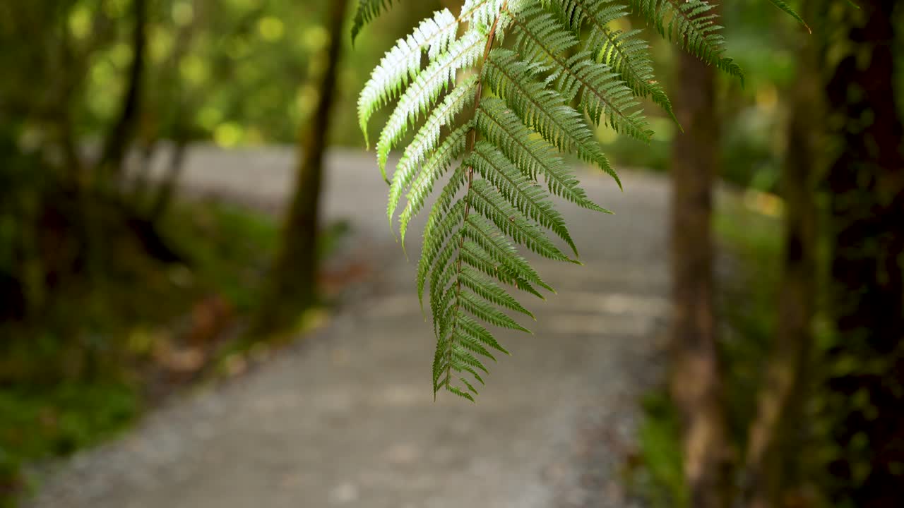 Woman Hiking on a Forest Path