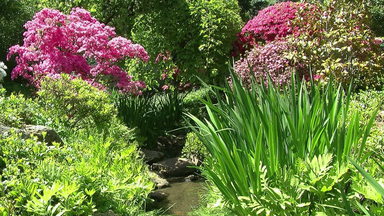 Un piccolo ruscello scorre attraverso un giardino con azalee, iris, felci e un gelso.