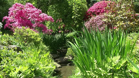 Un-Pequeño-Arroyo-Fluye-A-Través-De-Un-Jardín-Con-Azaleas,-Lirios,-Helechos-Y-Una-Morera