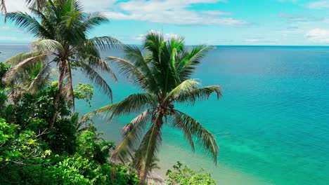 Drone-Shot-Circling-Around-Palm-Tree-in-The-Philippines