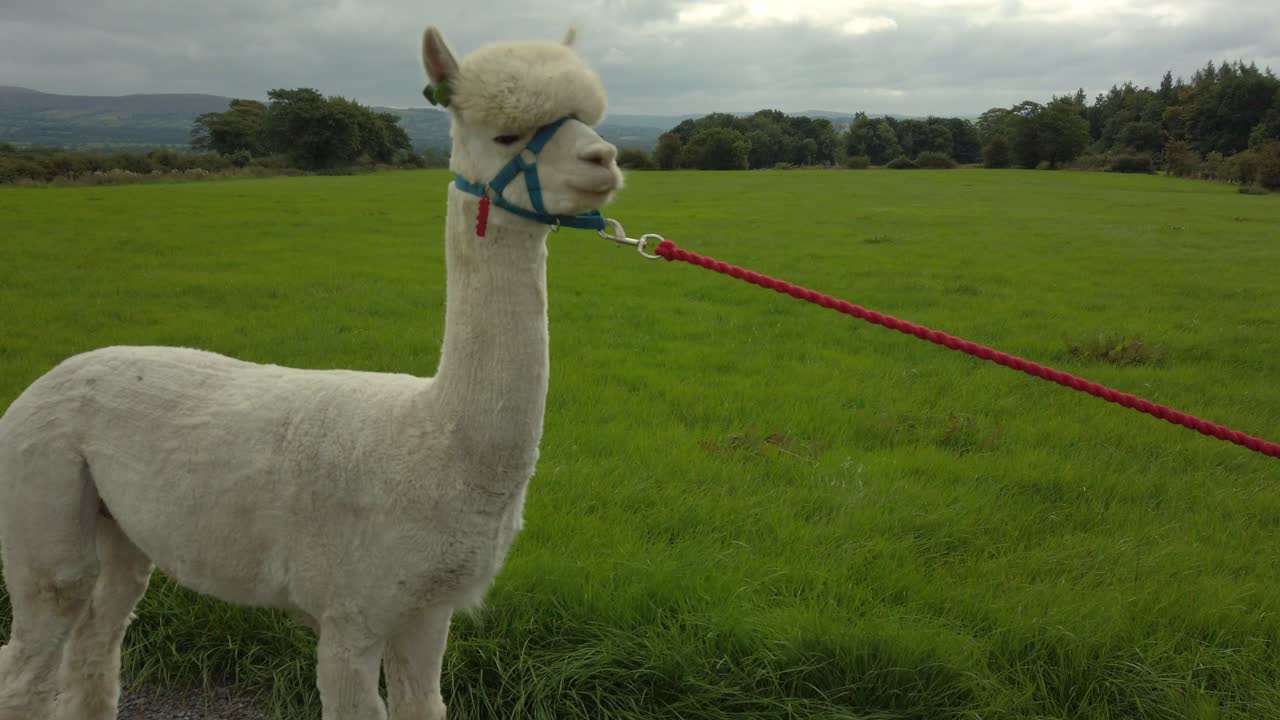 Single white Alpaca slowly walking against lush green countryside meadows