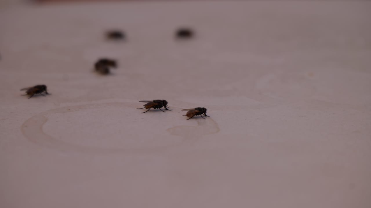 Flies gather on the table, attracted by tasty spills and forgotten crumbs, creating a messy summer scene.
