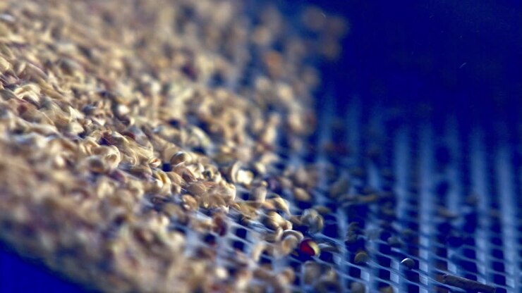 Shaking unroasted coffee beans through a screen to sift our impurities and refine them at a factory