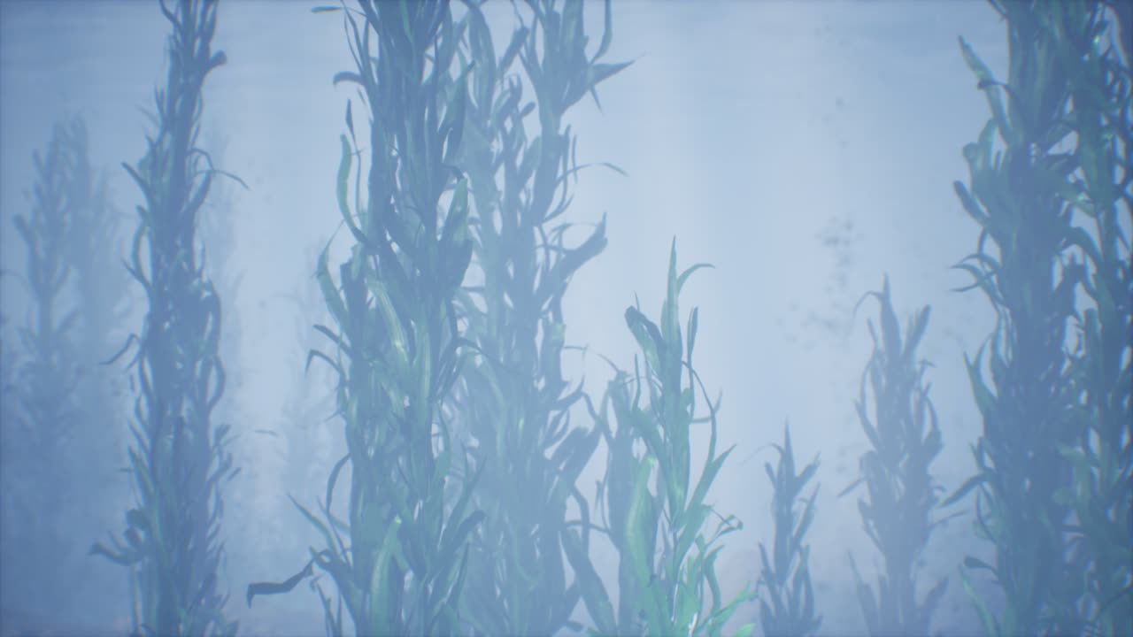 해조류의 수중 풀 숲