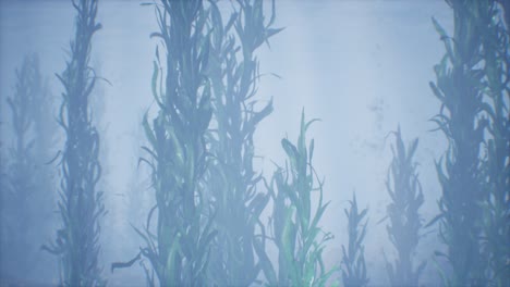 underwater grass forest of seaweed