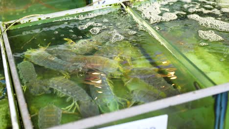 live shrimp in aquariums at a market