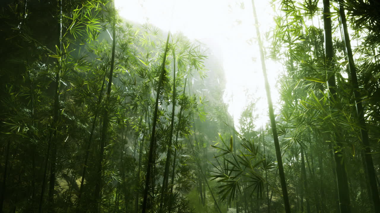 Lush bamboo forest illuminated by sunlight in a serene landscape