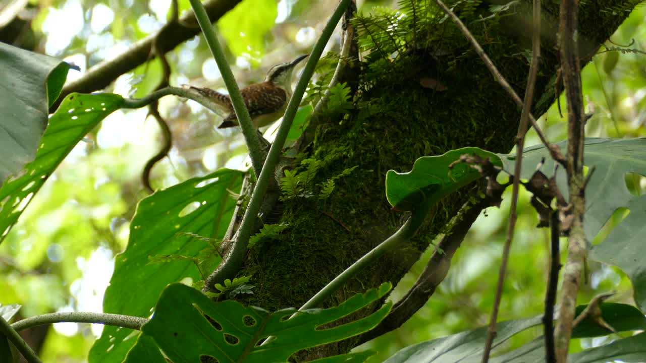 Tropical bird searching for food on a moss covered branch in the jungle. Flycatcher bird looking for food in a Costa Rica rainforest.