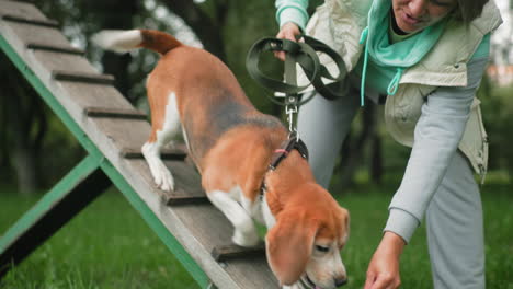 Tamer holding dog food on fingertips guiding german shepherd over obstacle during outdoor training session successfully reaching finish line and rewarding dog showing teamwork trust obedience