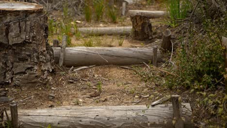 Pan Up slow motion of wooden log steps up a hill