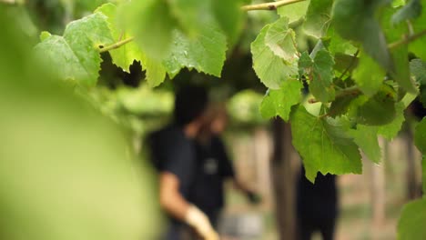 Vine-plants-detail-at-vineyard-with-people-out-of-focus-at-harvest-season-collecting-white-Albariño-grapes