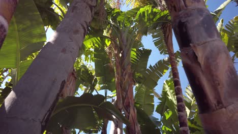 árboles tropicales en movimiento, plátanos y cocoteros, cielo azul de fondo, vacaciones tropicales, filmado en marbella, españa, pero podría estar en cualquier ubicación tropical cerca del ecuador