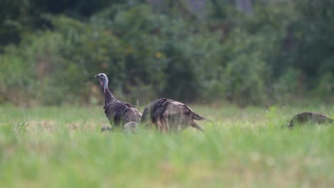 una familia de pavos salvajes comiendo insectos en un prado después de una lluvia matutina