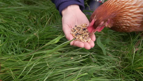 slow motion chicken being hand fed in field