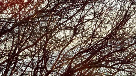 the gentle morning wind pushes tree branches side-to-side as the morning sun passes through their barren arms.