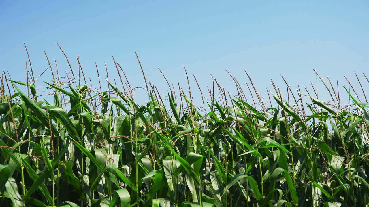 Wind blows through swaying cropy of corn against blue sky, handheld static, space for text