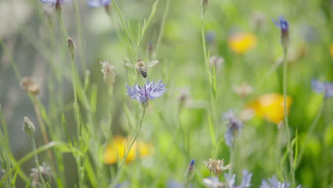 Filmische-Zoomaufnahme-Einer-Einzelnen-Biene,-Die-In-Der-Nähe-Einer-Violetten-Blume-Fliegt