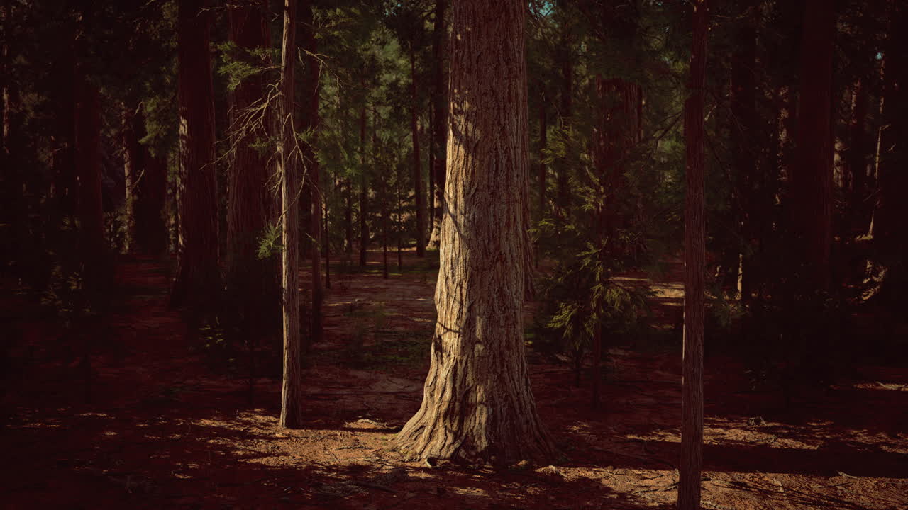 Tall trees illuminated by soft sunlight in a tranquil forest setting
