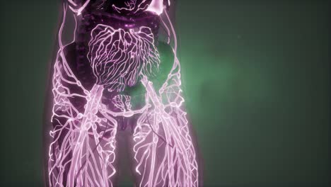 Human-Body-with-Glow-Blood-Vessels