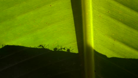 hormigas cortadoras de hojas silueta arrastrándose en una hoja 4k selva trópicos animales naturaleza