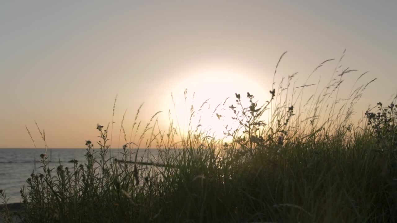mirando a través de la hierba y los arbustos mientras la hermosa puesta de sol romántica en la costa del mar báltico