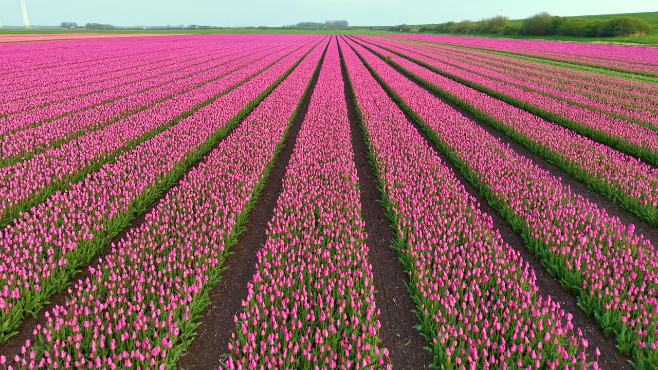 Drone shot of endless rows of blooming tulips, highlighting the vivid colors and symmetry of flower farming. Flying low forward.