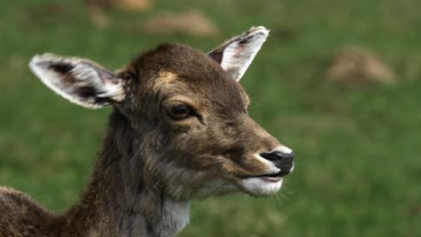 Fallow-deer-female-deer-eating,-sunny-spring-day,-wildlife-concept,-handheld-slow-motion-closeup-shot