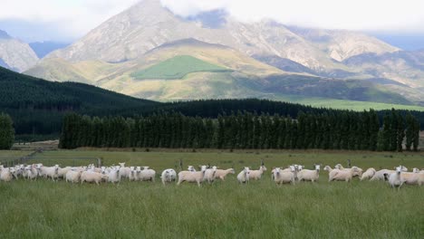 herd of recently sheared sheep in front of majestic alpine scenery in new zealand