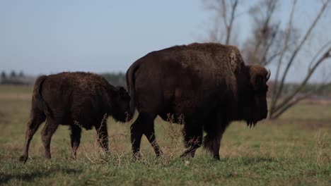 bison calf walking behind mother cow to join herd slomo