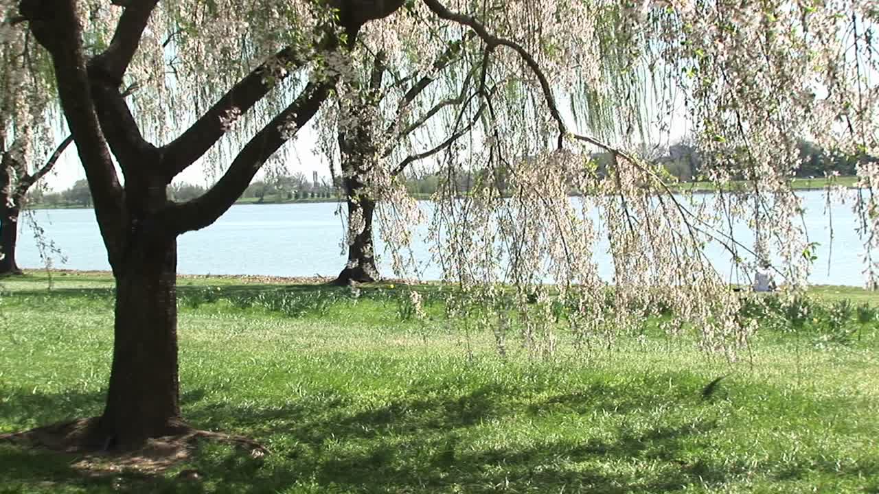 산들바람에 부드럽게 흔들리는 벚꽃