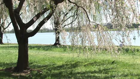 Cherry-Blossoms-Wave-Gently-With-The-Breeze