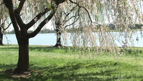 Cherry Blossoms Wave Gently With The Breeze